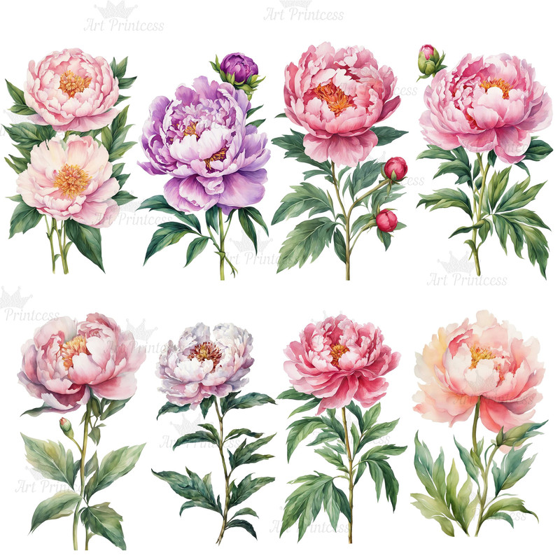Peony Flower Watercolor Clipart Bundle PNG 12th Anniversary Flowers Graphics DIY Cards Garden Flowe