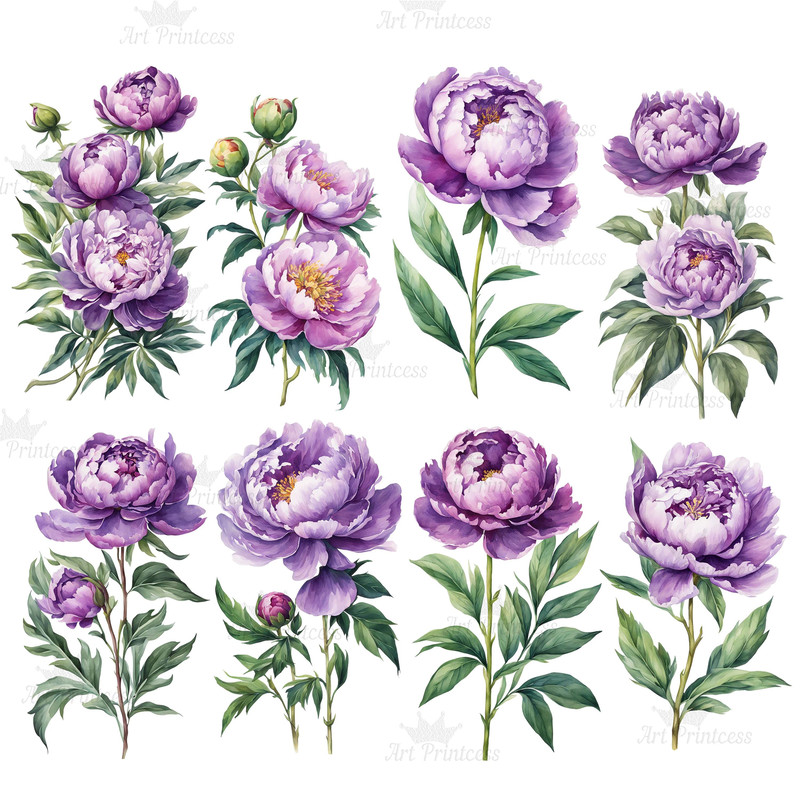 Peony Flower Watercolor Clipart Bundle PNG 12th Anniversary Flowers Graphics DIY Cards Garden Flowe