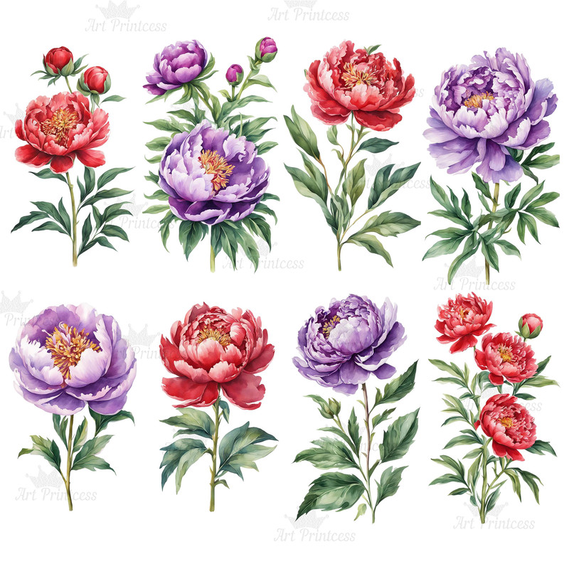 Peony Flower Watercolor Clipart Bundle PNG 12th Anniversary Flowers Graphics DIY Cards Garden Flowe