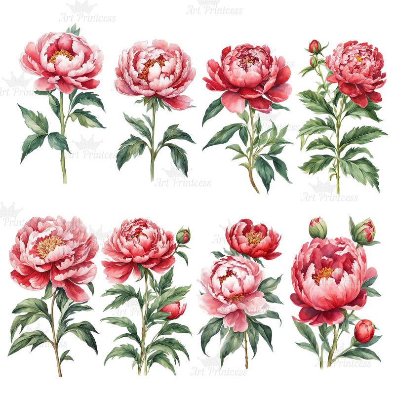 Peony Flower Watercolor Clipart Bundle PNG 12th Anniversary Flowers Graphics DIY Cards Garden Flowe