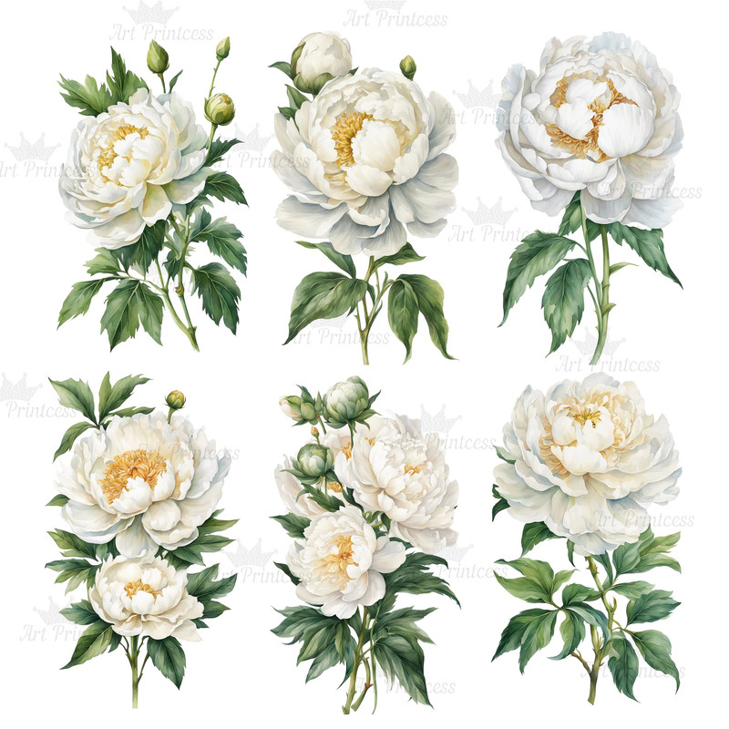 Peony Flower Watercolor Clipart Bundle PNG 12th Anniversary Flowers Graphics DIY Cards Garden Flowe