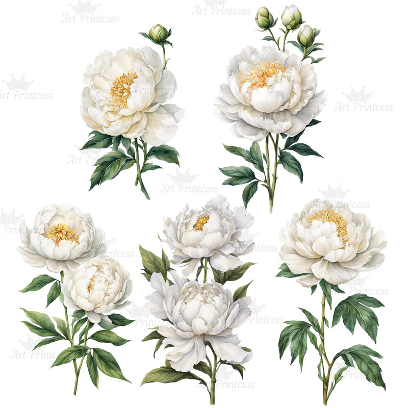 Peony Flower Watercolor Clipart Bundle PNG 12th Anniversary Flowers Graphics DIY Cards Garden Flowe