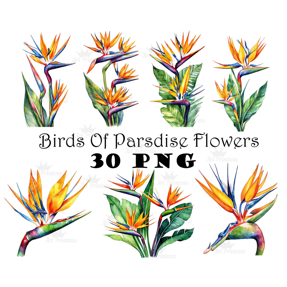 Birds Of Paradise Watercolor Clipart PNG Tropical Flowers Design Elements 9th Wedding Anniversary F 0