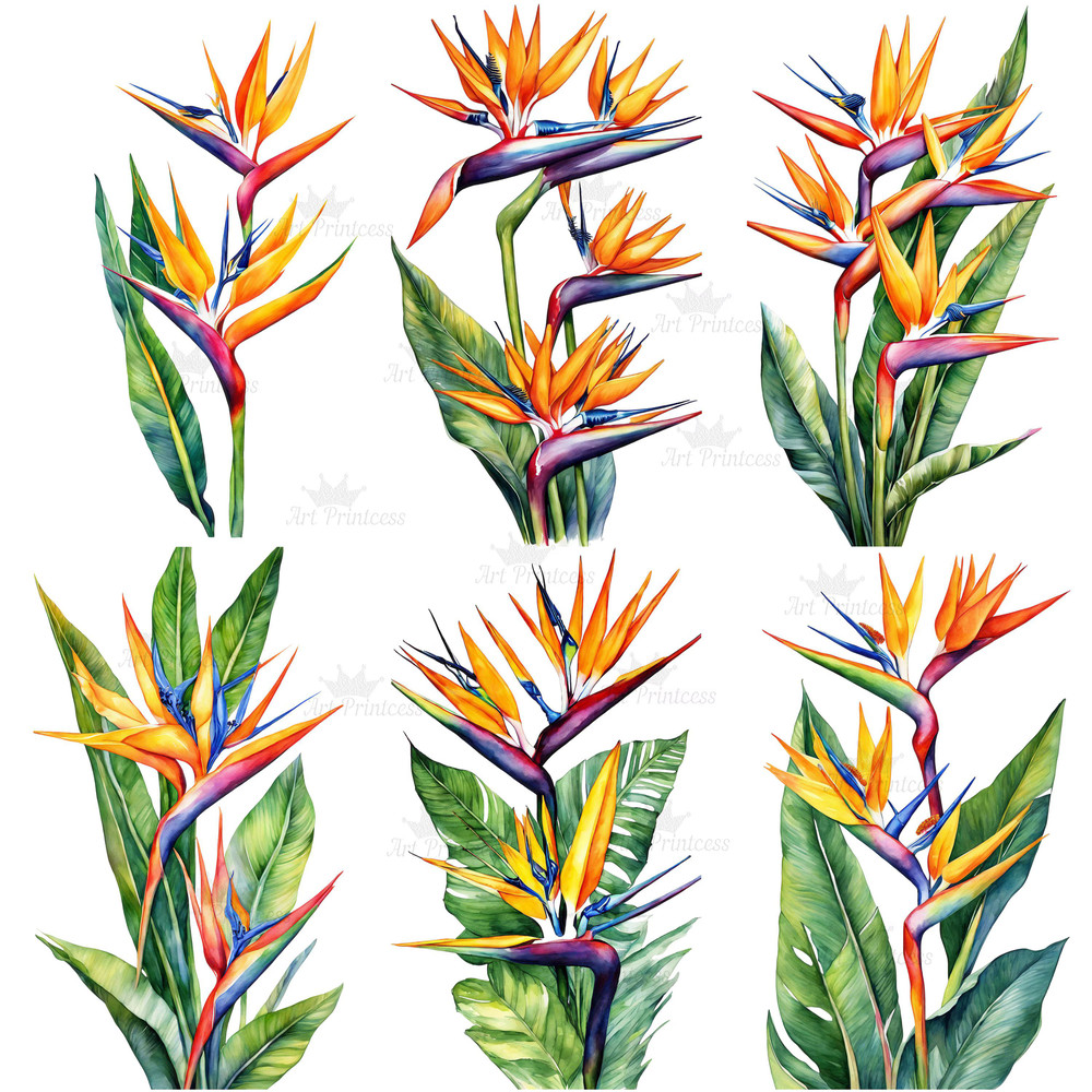 Birds Of Paradise Watercolor Clipart PNG Tropical Flowers Design Elements 9th Wedding Anniversary F 1