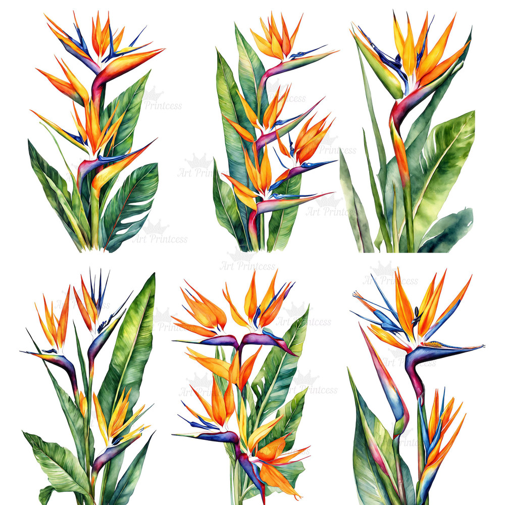 Birds Of Paradise Watercolor Clipart PNG Tropical Flowers Design Elements 9th Wedding Anniversary F 2