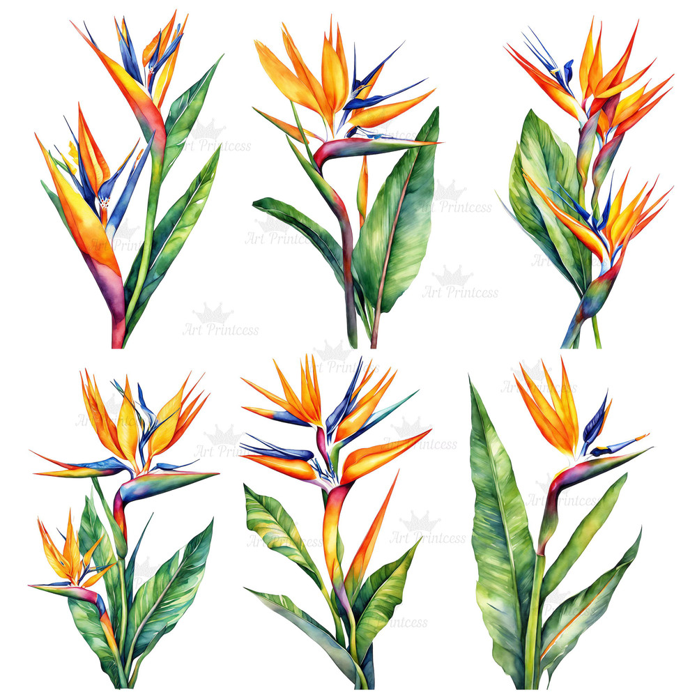 Birds Of Paradise Watercolor Clipart PNG Tropical Flowers Design Elements 9th Wedding Anniversary F 3