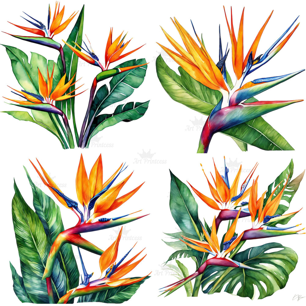 Birds Of Paradise Watercolor Clipart PNG Tropical Flowers Design Elements 9th Wedding Anniversary F 4