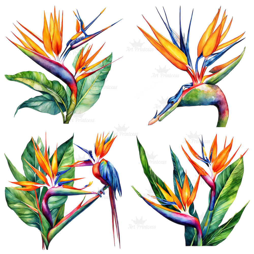 Birds Of Paradise Watercolor Clipart PNG Tropical Flowers Design Elements 9th Wedding Anniversary F 5