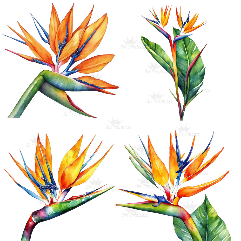 Birds Of Paradise Watercolor Clipart PNG Tropical Flowers Design Elements 9th Wedding Anniversary F 6