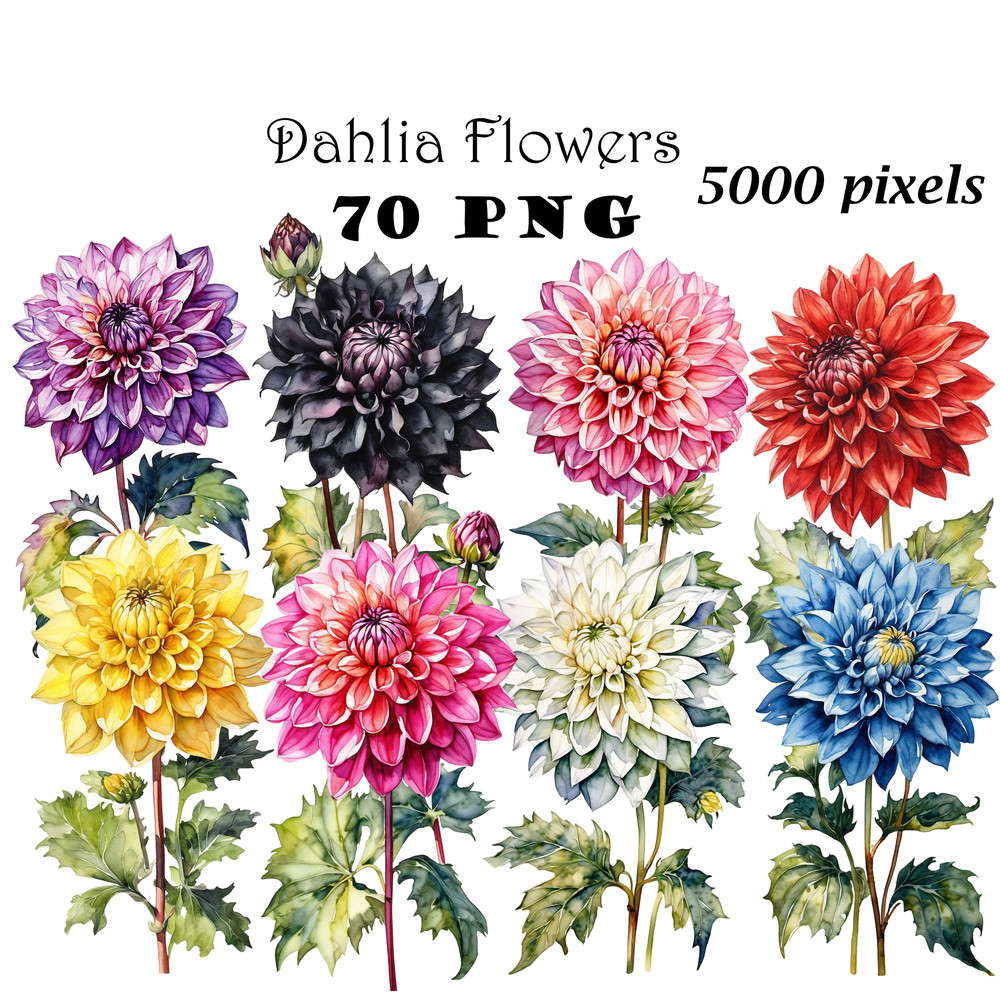Dahlia Flower Clipart PNG Watercolor Dahlia Flower Clipart Digital Bundle Printable PNG Files For C 0
