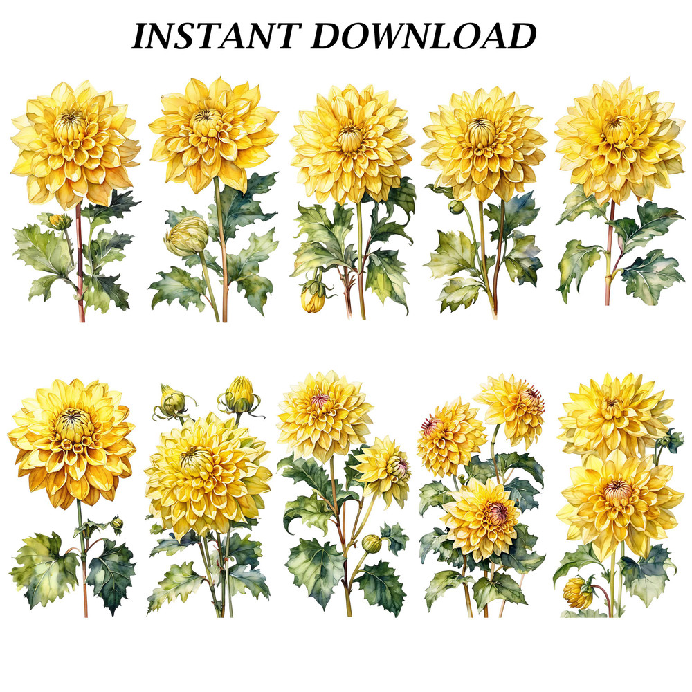 Dahlia Flower Clipart PNG Watercolor Dahlia Flower Clipart Digital Bundle Printable PNG Files For C 3