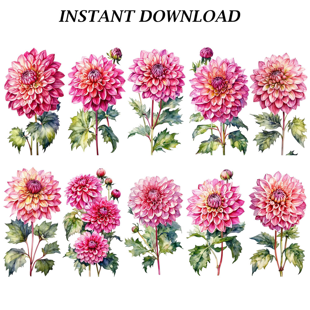 Dahlia Flower Clipart PNG Watercolor Dahlia Flower Clipart Digital Bundle Printable PNG Files For C 4