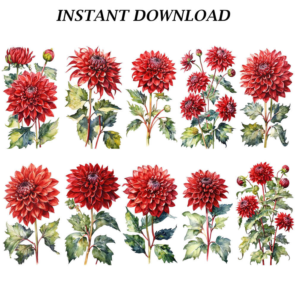 Dahlia Flower Clipart PNG Watercolor Dahlia Flower Clipart Digital Bundle Printable PNG Files For C 5