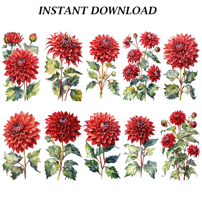 Dahlia Flower Clipart PNG Watercolor Dahlia Flower Clipart Digital Bundle Printable PNG Files For C 5