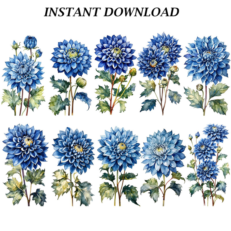 Dahlia Flower Clipart PNG Watercolor Dahlia Flower Clipart Digital Bundle Printable PNG Files For C 6