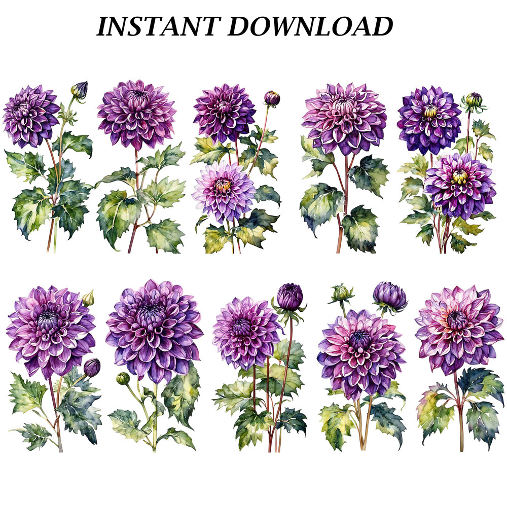 Dahlia Flower Clipart PNG Watercolor Dahlia Flower Clipart Digital Bundle Printable PNG Files For C 7