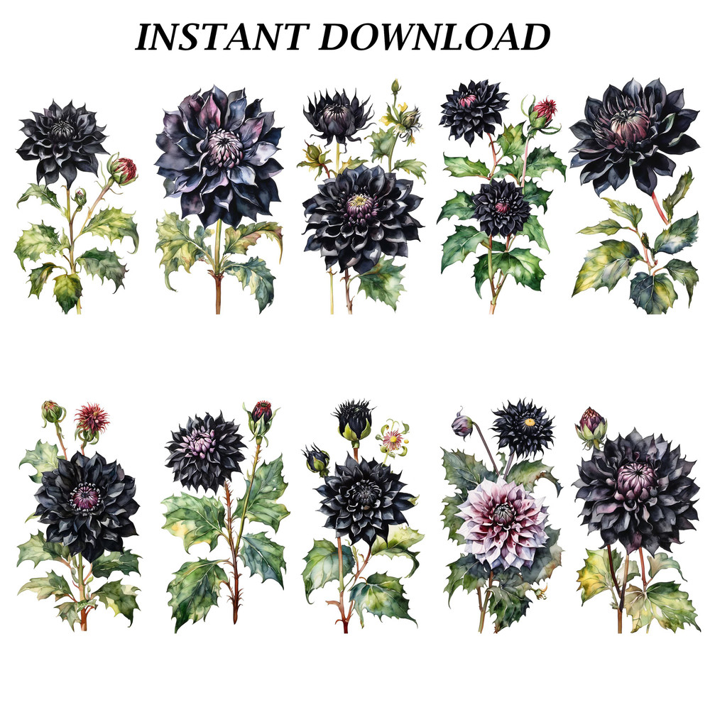 Dahlia Flower Clipart PNG Watercolor Dahlia Flower Clipart Digital Bundle Printable PNG Files For C 8