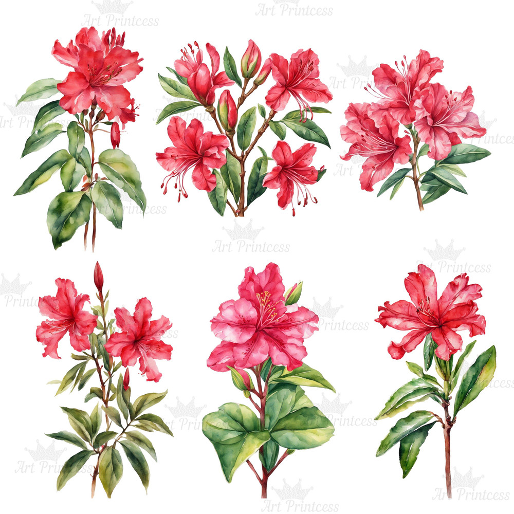 Azalea Flower Watercolor Clipart PNG Gladiolus Flower Illustrations Printable Azalea Flowers Set 40 9