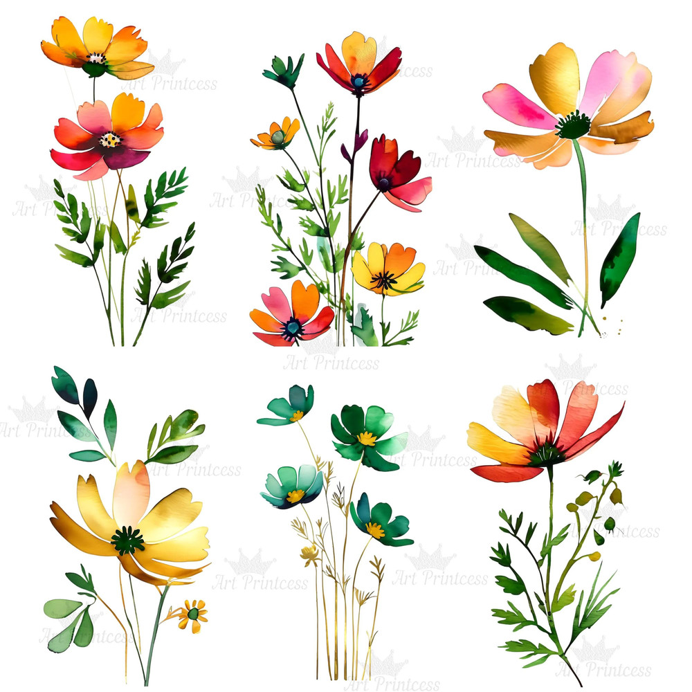 Abstract Cosmos Flower Watercolor Clipart PNG Digital Download Bundle Wildflowers Clipart Illustrat 4