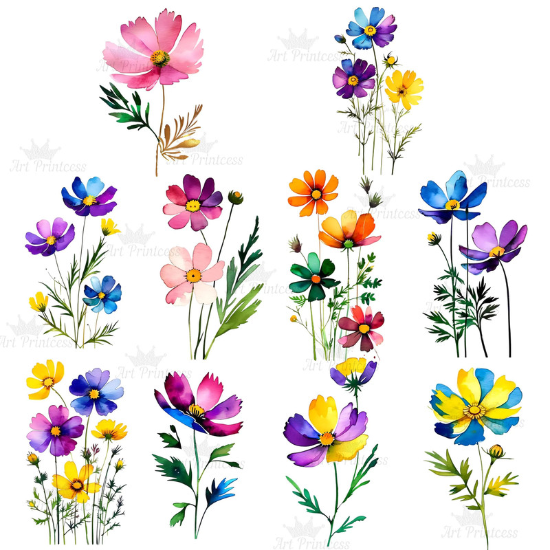 Abstract Cosmos Flower Watercolor Clipart PNG Digital Download Bundle Wildflowers Clipart Illustrat 9