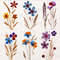 Real Dried Pressed Wildflowers Photo Clipart Bundle PNG Dried Plants PNG Transparent Background Pre 8