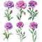 Carnation Flower Watercolor Clipart PNG Bundle Purple Red Yellow White Carnation Flower Illustratio 3