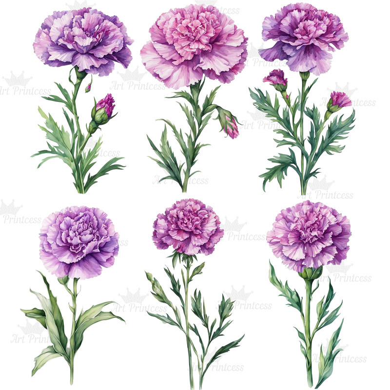 Carnation Flower Watercolor Clipart PNG Bundle Purple Red Yellow White Carnation Flower Illustratio 3