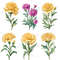 Carnation Flower Watercolor Clipart PNG Bundle Purple Red Yellow White Carnation Flower Illustratio 7