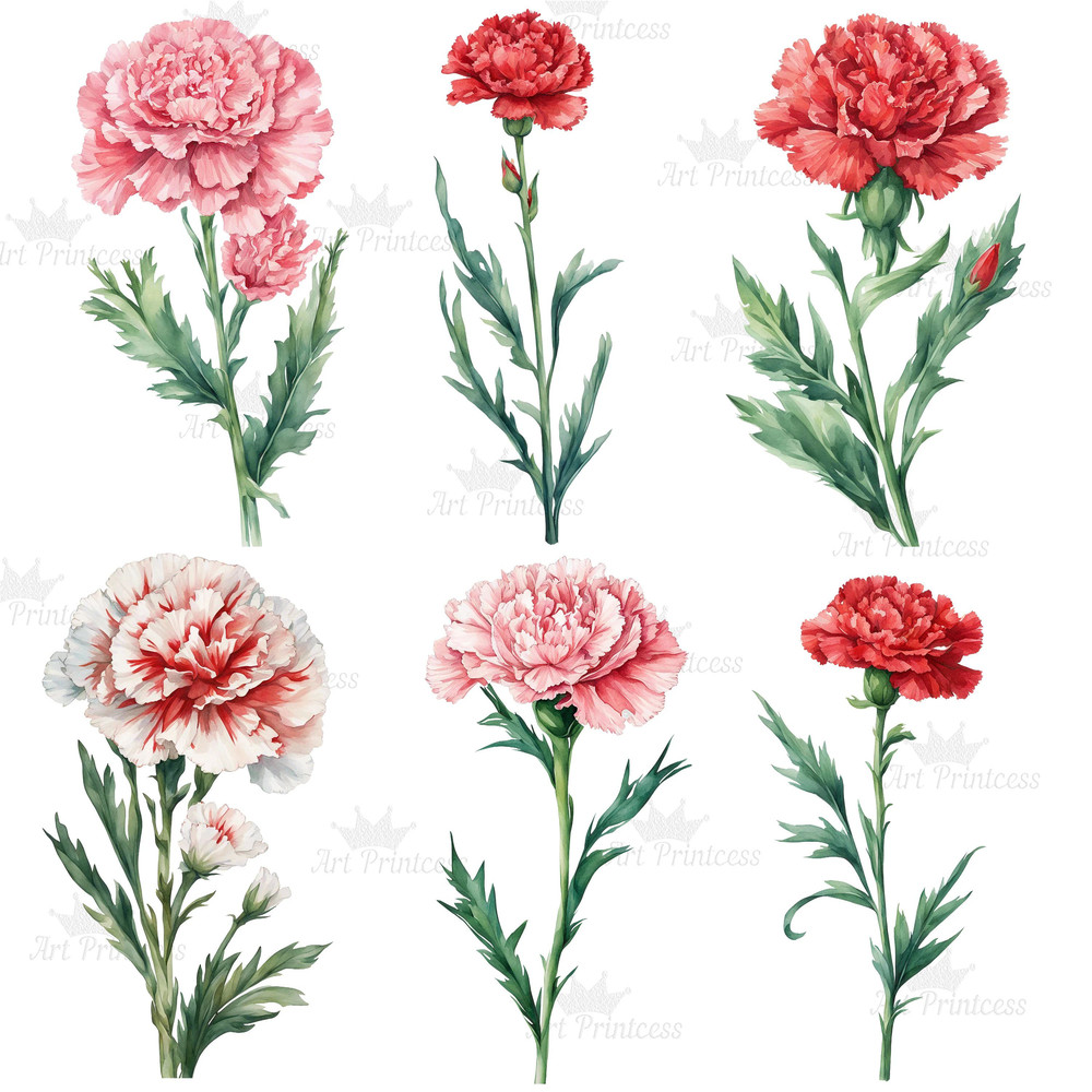 Carnation Flower Watercolor Clipart PNG Bundle Purple Red Yellow White Carnation Flower Illustratio 2