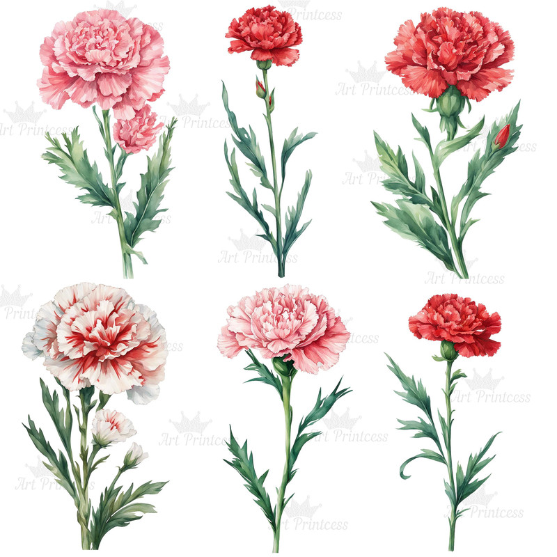 Carnation Flower Watercolor Clipart PNG Bundle Purple Red Yellow White Carnation Flower Illustratio 2