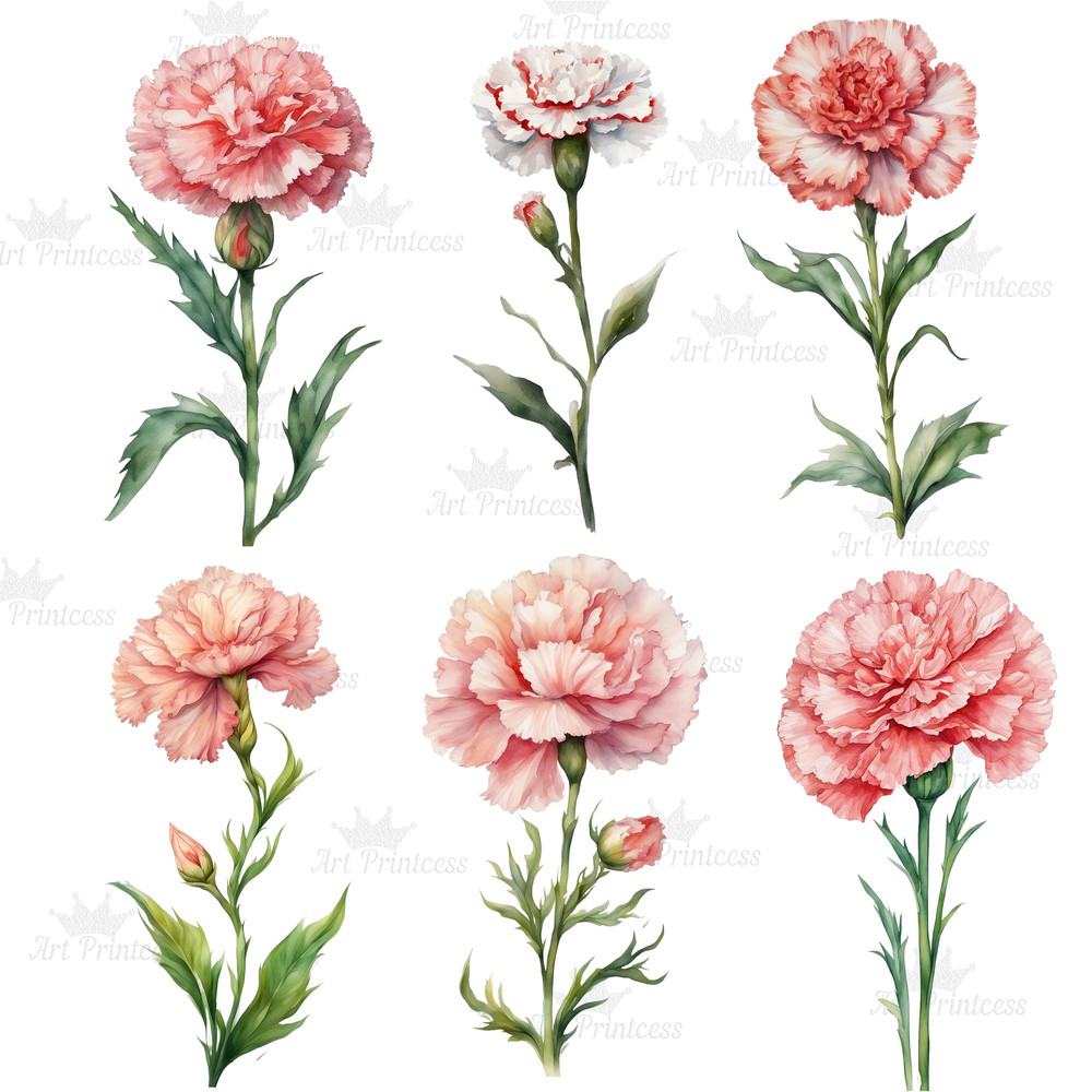 Carnation Flower Watercolor Clipart PNG Bundle Purple Red Yellow White Carnation Flower Illustratio 9