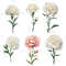 Carnation Flower Watercolor Clipart PNG Bundle Sublimation Transfer Carnation Flower Illustrations  1