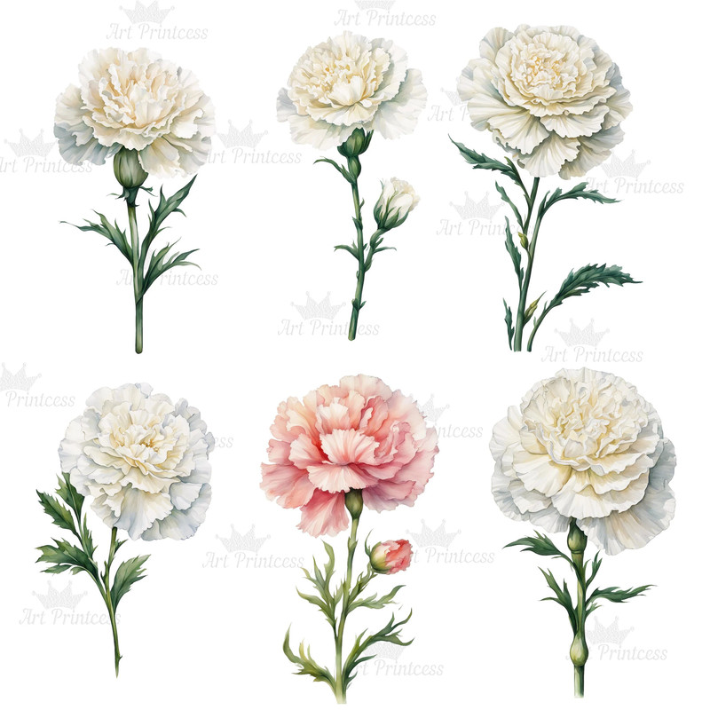 Carnation Flower Watercolor Clipart PNG Bundle Sublimation Transfer Carnation Flower Illustrations  1