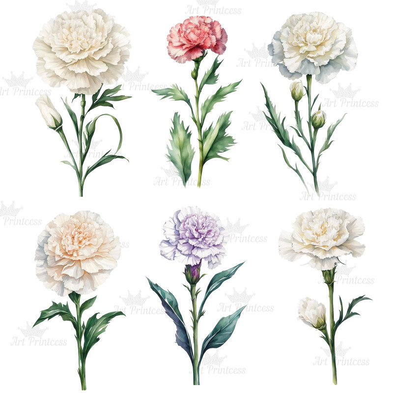 Carnation Flower Watercolor Clipart PNG Bundle Sublimation Transfer Carnation Flower Illustrations  2