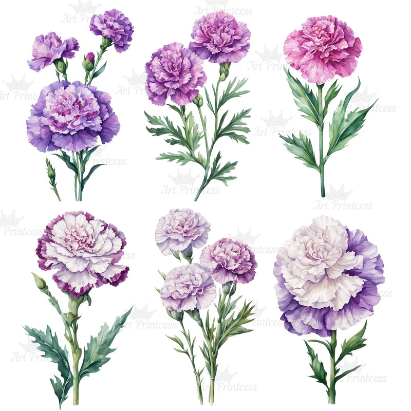 Carnation Flower Watercolor Clipart PNG Bundle Sublimation Transfer Carnation Flower Illustrations  3