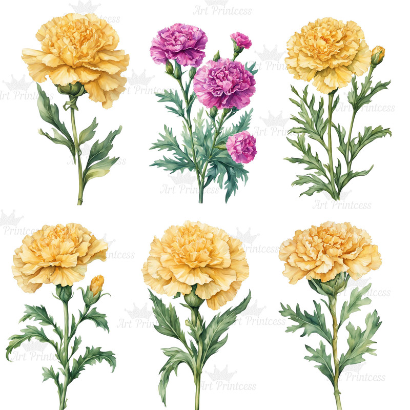 Carnation Flower Watercolor Clipart PNG Bundle Sublimation Transfer Carnation Flower Illustrations  5