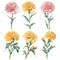 Carnation Flower Watercolor Clipart PNG Bundle Sublimation Transfer Carnation Flower Illustrations  6