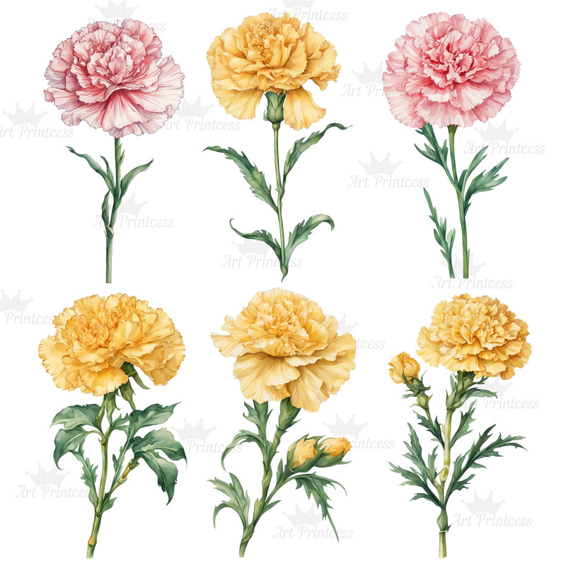 Carnation Flower Watercolor Clipart PNG Bundle Sublimation Transfer Carnation Flower Illustrations  6