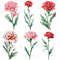 Carnation Flower Watercolor Clipart PNG Bundle Sublimation Transfer Carnation Flower Illustrations  7