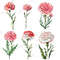 Carnation Flower Watercolor Clipart PNG Bundle Sublimation Transfer Carnation Flower Illustrations  8