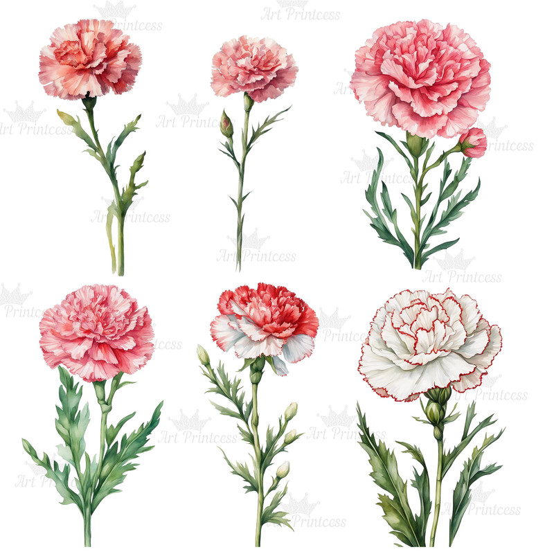 Carnation Flower Watercolor Clipart PNG Bundle Sublimation Transfer Carnation Flower Illustrations  8