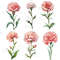 Carnation Flower Watercolor Clipart PNG Bundle Sublimation Transfer Carnation Flower Illustrations  9