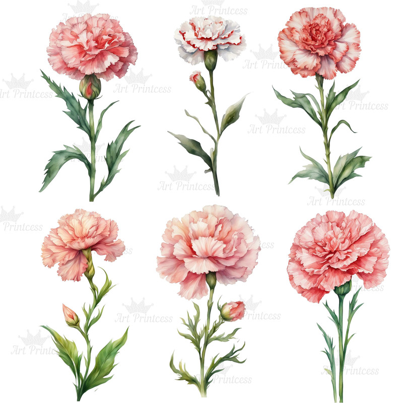 Carnation Flower Watercolor Clipart PNG Bundle Sublimation Transfer Carnation Flower Illustrations  9