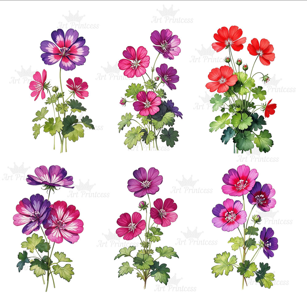 Watercolor Geranium Flower Clipart 50 PNG Red Purple White Pink Geranium Graphics Garden Flowers Cl 2