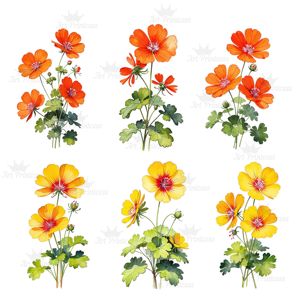 Watercolor Geranium Flower Clipart 50 PNG Red Purple White Pink Geranium Graphics Garden Flowers Cl 8