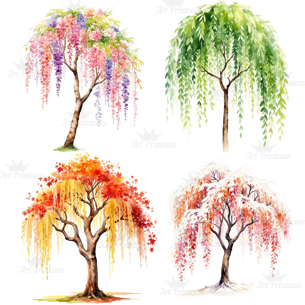4 Seasons Weeping Willow Tree Clipart Watercolor PNG Digital Download Seasonal Tree Art For Prints  1
