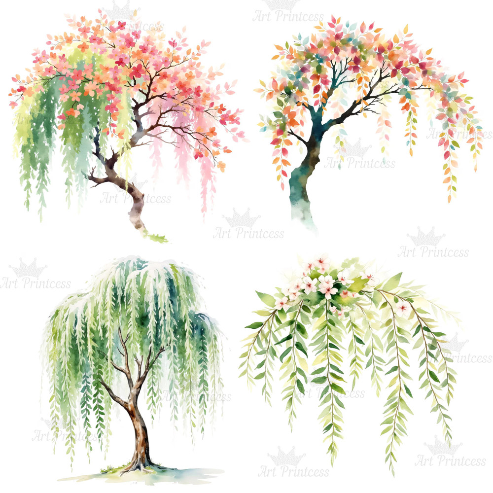 4 Seasons Weeping Willow Tree Clipart Watercolor PNG Digital Download Seasonal Tree Art For Prints  2