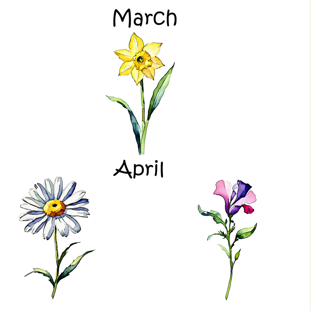 Watercolor Ink Birth Month Flower Clipart Birth Month Flower Transparent Background Free Commercial 2