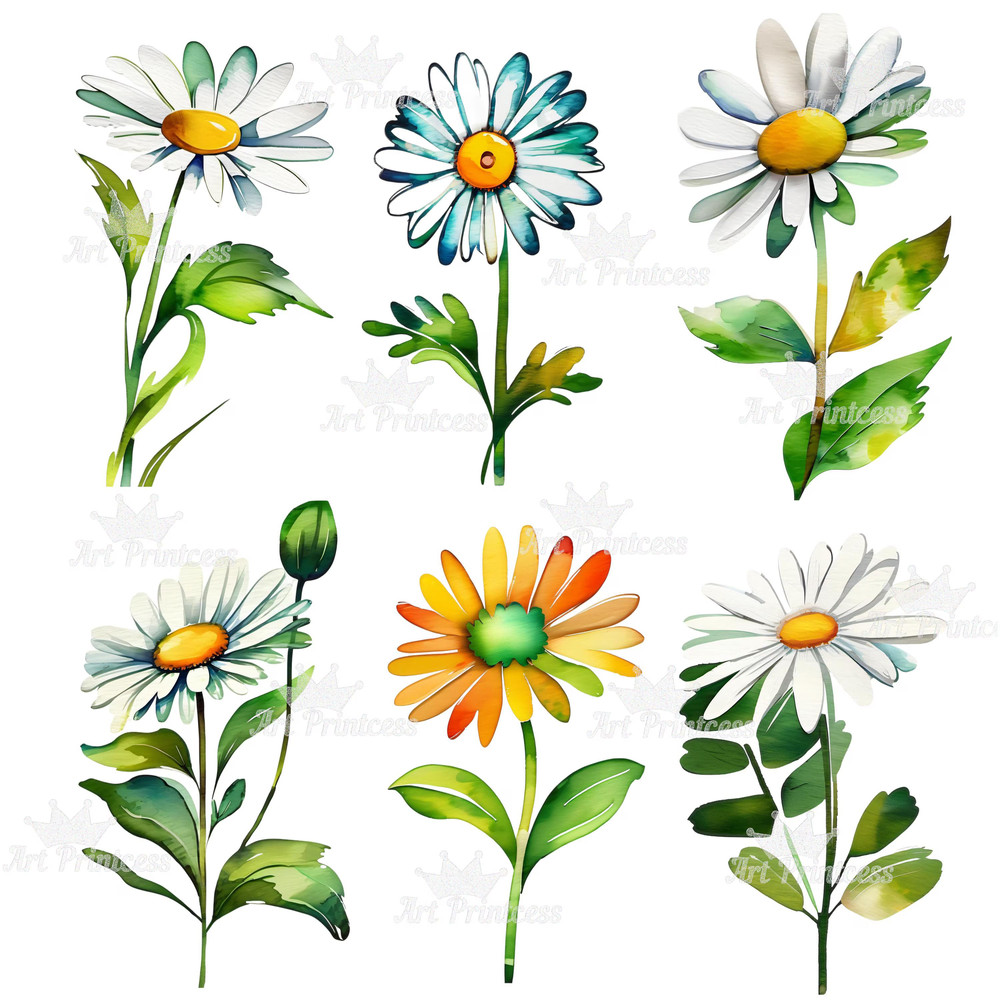 Daisy Flowers Watercolor PNG Clipart Bundle Digital Download Abstract Spring Floral Clip Art For Su 2