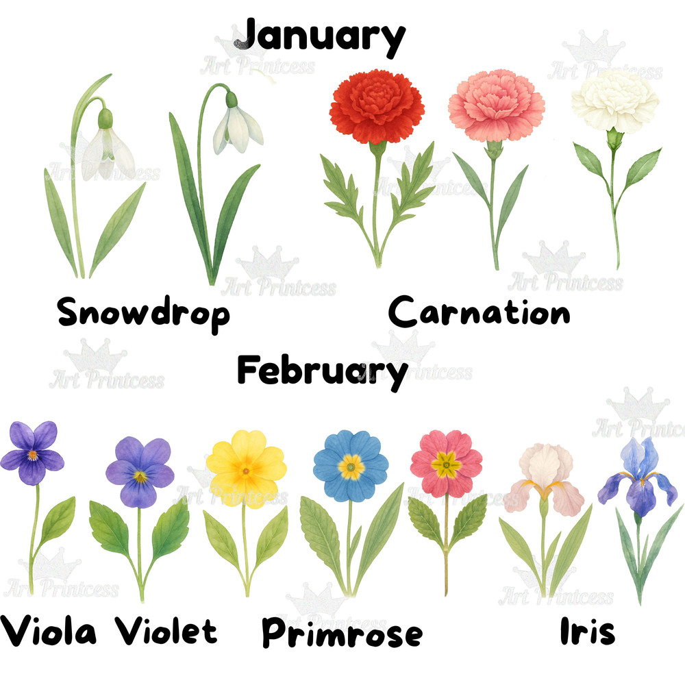Birth Month Flowers Clipart PNG Bundle Watercolor Floral PNG Transparent Background Digital Downloa 2